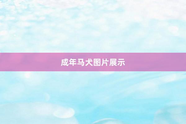 成年马犬图片展示